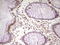 Myocyte Enhancer Factor 2D antibody, LS-C340351, Lifespan Biosciences, Immunohistochemistry paraffin image 