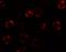 KAL antibody, A06684-1, Boster Biological Technology, Immunofluorescence image 