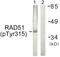 RAD51 Recombinase antibody, PA5-38699, Invitrogen Antibodies, Western Blot image 