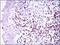 Paired Box 5 antibody, MA5-17143, Invitrogen Antibodies, Immunohistochemistry paraffin image 