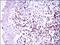 Paired Box 5 antibody, MA5-17143, Invitrogen Antibodies, Immunohistochemistry paraffin image 