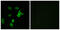 KN motif and ankyrin repeat domain-containing protein 2 antibody, GTX87782, GeneTex, Immunocytochemistry image 