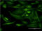 BCL2 Interacting Protein 1 antibody, LS-C196767, Lifespan Biosciences, Immunofluorescence image 