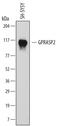 G Protein-Coupled Receptor Associated Sorting Protein 2 antibody, MAB7078, R&D Systems, Western Blot image 