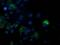 Peptide Deformylase, Mitochondrial antibody, MA5-25563, Invitrogen Antibodies, Immunocytochemistry image 
