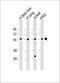Embryonal Fyn-Associated Substrate antibody, MBS9216895, MyBioSource, Western Blot image 