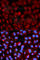 Elongin B antibody, A5362, ABclonal Technology, Immunofluorescence image 