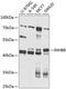 Inhibin Subunit Beta B antibody, 23-654, ProSci, Western Blot image 
