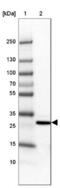Muscleblind-like protein 3 antibody, NBP1-85635, Novus Biologicals, Western Blot image 