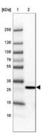 Muscleblind Like Splicing Regulator 3 antibody, NBP1-85635, Novus Biologicals, Western Blot image 
