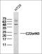 Zinc Finger Protein 423 antibody, orb158804, Biorbyt, Western Blot image 