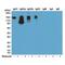 Ig kappa-b4 chain C region antibody, NBP2-62005B, Novus Biologicals, Western Blot image 