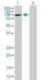 MX Dynamin Like GTPase 2 antibody, H00004600-B01P, Novus Biologicals, Western Blot image 