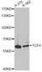 Transcription Factor 4 antibody, A1141, ABclonal Technology, Western Blot image 