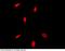 Protein HEXIM1 antibody, 101201-T10, Sino Biological, Immunohistochemistry paraffin image 