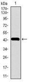 Chromogranin A antibody, MA5-17056, Invitrogen Antibodies, Western Blot image 