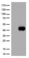 CD38 Molecule antibody, CF813842, Origene, Western Blot image 