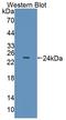 P63056 antibody, LS-C374622, Lifespan Biosciences, Western Blot image 