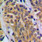 Hexosaminidase Subunit Beta antibody, LS-C354001, Lifespan Biosciences, Immunohistochemistry frozen image 