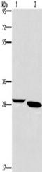 Sphingosine-1-Phosphate Receptor 5 antibody, TA351261, Origene, Western Blot image 