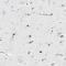 CD74 antibody, NBP1-85225, Novus Biologicals, Immunohistochemistry frozen image 