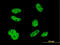 ELAV Like RNA Binding Protein 1 antibody, LS-B4316, Lifespan Biosciences, Immunofluorescence image 