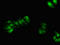 Glutathione Peroxidase 2 antibody, LS-C678137, Lifespan Biosciences, Immunofluorescence image 