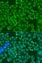 VICKZ family member 2 antibody, LS-C749114, Lifespan Biosciences, Immunofluorescence image 