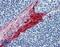 Small Proline Rich Protein 3 antibody, LS-B6151, Lifespan Biosciences, Immunohistochemistry frozen image 