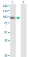 Zinc Finger With KRAB And SCAN Domains 5 antibody, H00023660-M01, Novus Biologicals, Western Blot image 