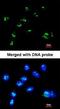 Ras Association Domain Family Member 2 antibody, orb74220, Biorbyt, Immunofluorescence image 