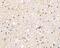 Brain Expressed X-Linked 3 antibody, NBP1-77149, Novus Biologicals, Immunohistochemistry frozen image 