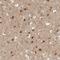 Protein Tyrosine Kinase 2 Beta antibody, NBP1-91228, Novus Biologicals, Immunohistochemistry paraffin image 