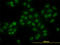 High Mobility Group Box 1 antibody, LS-B4344, Lifespan Biosciences, Immunofluorescence image 