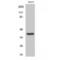 Transcription factor PU.1 antibody, LS-C385679, Lifespan Biosciences, Western Blot image 