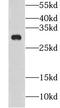 Claudin 23 antibody, FNab01737, FineTest, Western Blot image 