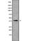 SH3 Domain Containing GRB2 Like 3, Endophilin A3 antibody, PA5-68330, Invitrogen Antibodies, Western Blot image 