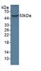 Angiopoietin Like 3 antibody, MBS2027732, MyBioSource, Western Blot image 