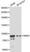 Ribonucleotide Reductase Catalytic Subunit M1 antibody, LS-C192405, Lifespan Biosciences, Western Blot image 