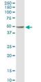 DNA Polymerase Delta 2, Accessory Subunit antibody, H00005425-D01P, Novus Biologicals, Western Blot image 