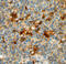Complement Factor H antibody, AF4779, R&D Systems, Immunohistochemistry paraffin image 