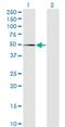 MPN Domain Containing antibody, H00084954-M01, Novus Biologicals, Western Blot image 