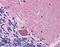 Synaptogyrin 1 antibody, LS-B5069, Lifespan Biosciences, Immunohistochemistry paraffin image 