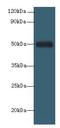 Serpin Family H Member 1 antibody, LS-C376587, Lifespan Biosciences, Western Blot image 