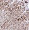 Ankyrin Repeat Domain 9 antibody, NBP2-30478, Novus Biologicals, Immunohistochemistry paraffin image 