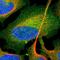 RAB13, Member RAS Oncogene Family antibody, HPA003996, Atlas Antibodies, Immunofluorescence image 