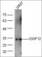 CD300a Molecule antibody, orb1891, Biorbyt, Western Blot image 