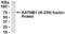 Katanin p80 WD40-containing subunit B1 antibody, XW-8036, ProSci, Western Blot image 