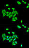 DNA Methyltransferase 3 Alpha antibody, 22-271, ProSci, Immunofluorescence image 