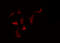 NADPH Oxidase 1 antibody, GTX02577, GeneTex, Immunofluorescence image 